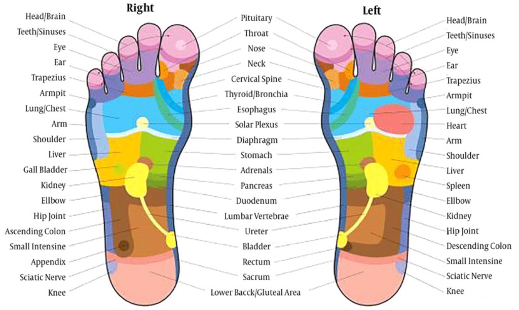 Foot reflexology chart 